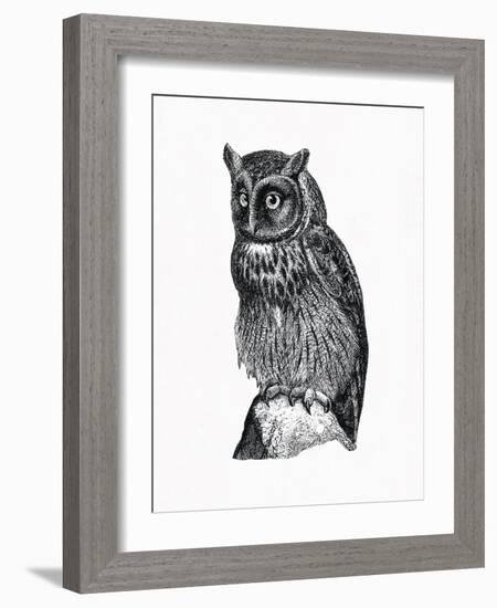 Wild Birds IV-Maria Mendez-Framed Giclee Print