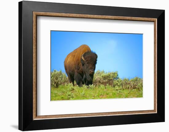 Wild bison buffalo Yellowstone-null-Framed Premium Giclee Print