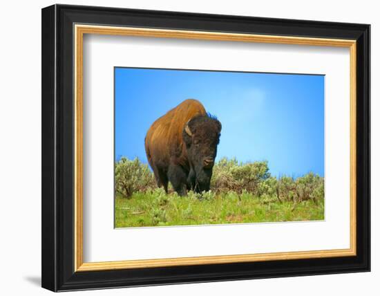 Wild bison buffalo Yellowstone-null-Framed Premium Giclee Print