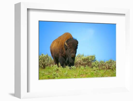 Wild bison buffalo Yellowstone-null-Framed Premium Giclee Print