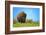 Wild bison buffalo Yellowstone-null-Framed Art Print