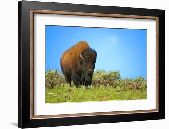 Wild bison buffalo Yellowstone-null-Framed Art Print