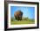 Wild bison buffalo Yellowstone-null-Framed Art Print