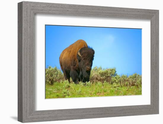 Wild bison buffalo Yellowstone-null-Framed Art Print