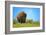 Wild bison buffalo Yellowstone-null-Framed Art Print