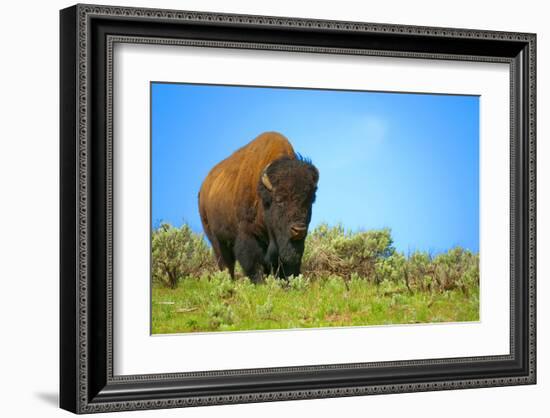 Wild bison buffalo Yellowstone-null-Framed Art Print