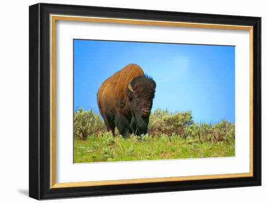 Wild bison buffalo Yellowstone-null-Framed Art Print