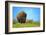 Wild bison buffalo Yellowstone-null-Framed Art Print