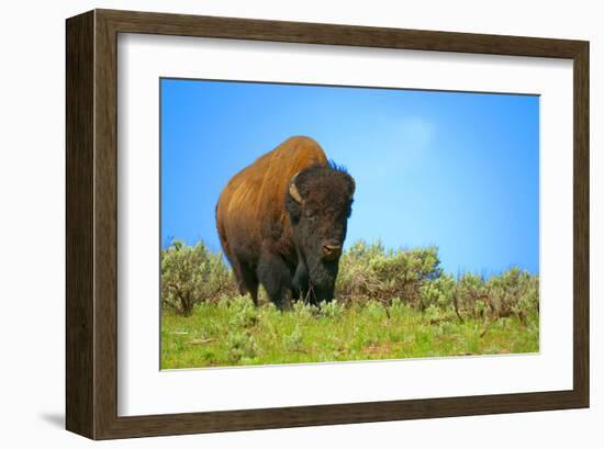 Wild bison buffalo Yellowstone-null-Framed Art Print