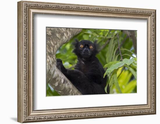 Wild black lemur, male, Eulemur macaco. Madagascar, Nosy Be, Big Island.-Cindy Miller Hopkins-Framed Photographic Print