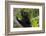 Wild black lemur, male, Eulemur macaco. Madagascar, Nosy Be, Big Island.-Cindy Miller Hopkins-Framed Photographic Print