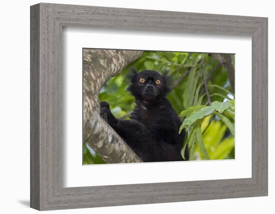 Wild black lemur, male, Eulemur macaco. Madagascar, Nosy Be, Big Island.-Cindy Miller Hopkins-Framed Photographic Print