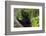 Wild black lemur, male, Eulemur macaco. Madagascar, Nosy Be, Big Island.-Cindy Miller Hopkins-Framed Photographic Print