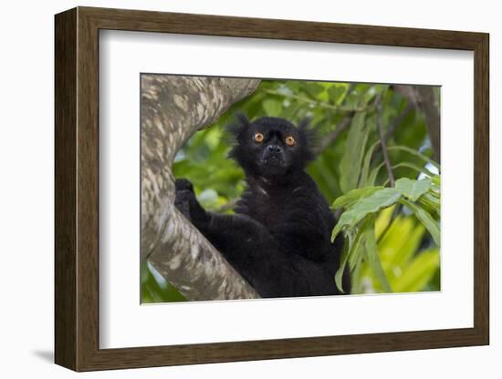 Wild black lemur, male, Eulemur macaco. Madagascar, Nosy Be, Big Island.-Cindy Miller Hopkins-Framed Photographic Print