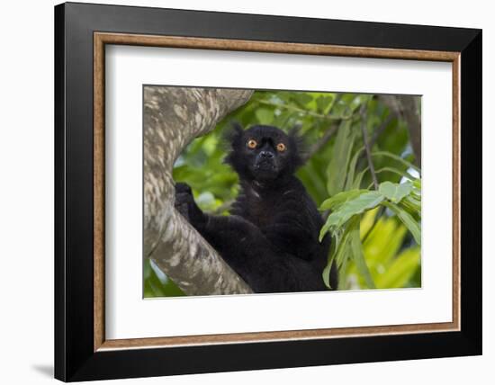 Wild black lemur, male, Eulemur macaco. Madagascar, Nosy Be, Big Island.-Cindy Miller Hopkins-Framed Photographic Print