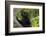 Wild black lemur, male, Eulemur macaco. Madagascar, Nosy Be, Big Island.-Cindy Miller Hopkins-Framed Photographic Print