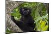 Wild black lemur, male, Eulemur macaco. Madagascar, Nosy Be, Big Island.-Cindy Miller Hopkins-Mounted Photographic Print