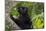 Wild black lemur, male, Eulemur macaco. Madagascar, Nosy Be, Big Island.-Cindy Miller Hopkins-Mounted Photographic Print