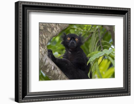 Wild black lemur, male, Eulemur macaco. Madagascar, Nosy Be, Big Island.-Cindy Miller Hopkins-Framed Photographic Print