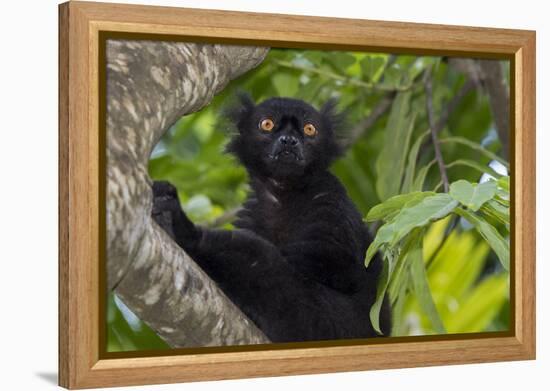 Wild black lemur, male, Eulemur macaco. Madagascar, Nosy Be, Big Island.-Cindy Miller Hopkins-Framed Premier Image Canvas