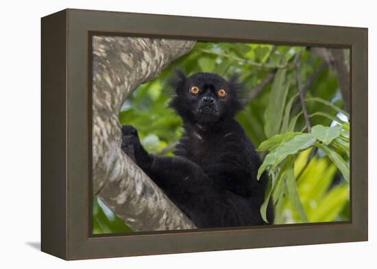 Wild black lemur, male, Eulemur macaco. Madagascar, Nosy Be, Big Island.-Cindy Miller Hopkins-Framed Premier Image Canvas