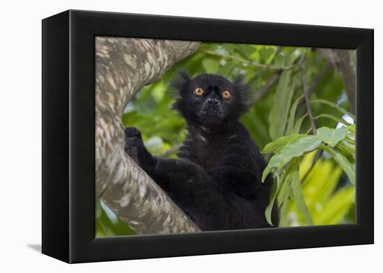 Wild black lemur, male, Eulemur macaco. Madagascar, Nosy Be, Big Island.-Cindy Miller Hopkins-Framed Premier Image Canvas