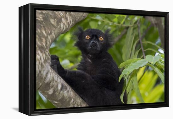 Wild black lemur, male, Eulemur macaco. Madagascar, Nosy Be, Big Island.-Cindy Miller Hopkins-Framed Premier Image Canvas