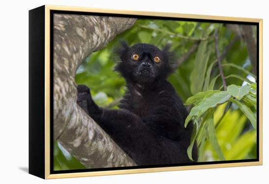 Wild black lemur, male, Eulemur macaco. Madagascar, Nosy Be, Big Island.-Cindy Miller Hopkins-Framed Premier Image Canvas