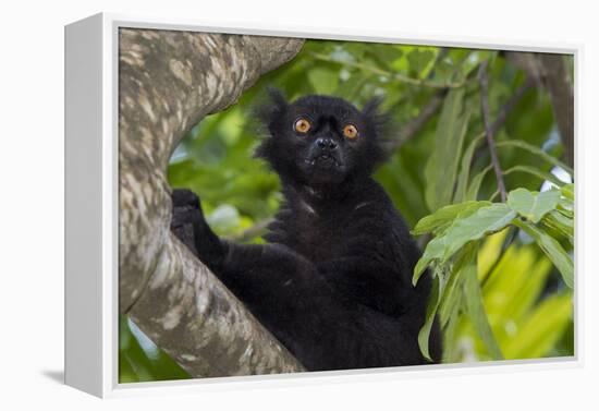 Wild black lemur, male, Eulemur macaco. Madagascar, Nosy Be, Big Island.-Cindy Miller Hopkins-Framed Premier Image Canvas