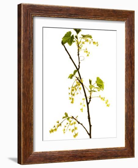 Wild Blackcurrant in Flower, April, Angus, Scotland, UK-Niall Benvie-Framed Photographic Print