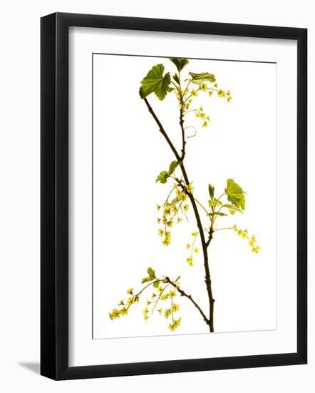 Wild Blackcurrant in Flower, April, Angus, Scotland, UK-Niall Benvie-Framed Photographic Print