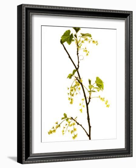 Wild Blackcurrant in Flower, April, Angus, Scotland, UK-Niall Benvie-Framed Photographic Print