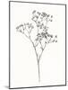 Wild Bloom Sketch I-Annie Warren-Mounted Art Print