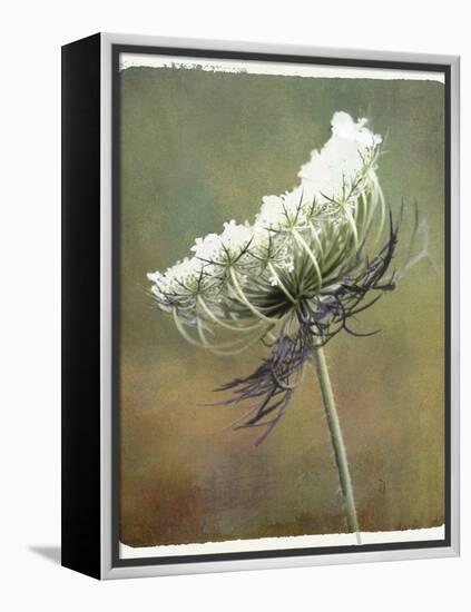 Wild Bloom-Karen Williams-Framed Premier Image Canvas