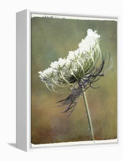Wild Bloom-Karen Williams-Framed Premier Image Canvas