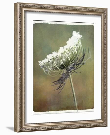 Wild Bloom-Karen Williams-Framed Photographic Print