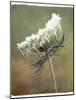 Wild Bloom-Karen Williams-Mounted Photographic Print
