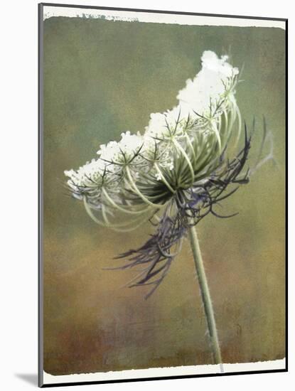 Wild Bloom-Karen Williams-Mounted Photographic Print