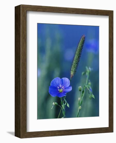 Wild Blue Flax (Linus Perenne Lewisii), Grand Teton National Park, Wyoming-James Hager-Framed Photographic Print