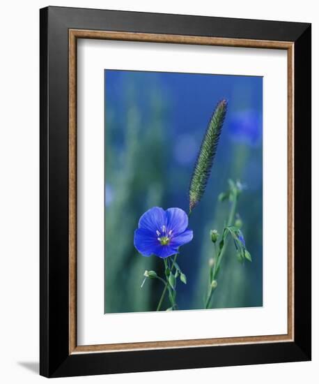 Wild Blue Flax (Linus Perenne Lewisii), Grand Teton National Park, Wyoming-James Hager-Framed Photographic Print