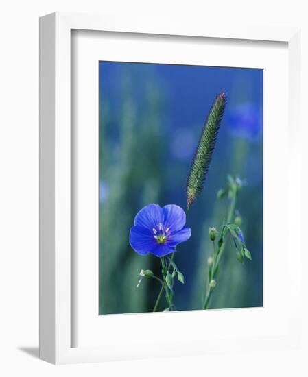 Wild Blue Flax (Linus Perenne Lewisii), Grand Teton National Park, Wyoming-James Hager-Framed Photographic Print