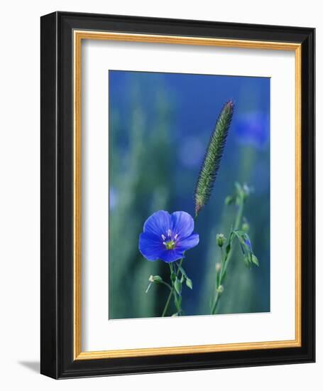 Wild Blue Flax (Linus Perenne Lewisii), Grand Teton National Park, Wyoming-James Hager-Framed Photographic Print