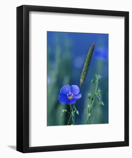 Wild Blue Flax (Linus Perenne Lewisii), Grand Teton National Park, Wyoming-James Hager-Framed Photographic Print