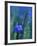 Wild Blue Flax (Linus Perenne Lewisii), Grand Teton National Park, Wyoming-James Hager-Framed Photographic Print