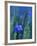 Wild Blue Flax (Linus Perenne Lewisii), Grand Teton National Park, Wyoming-James Hager-Framed Photographic Print