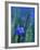 Wild Blue Flax (Linus Perenne Lewisii), Grand Teton National Park, Wyoming-James Hager-Framed Photographic Print