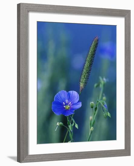 Wild Blue Flax (Linus Perenne Lewisii), Grand Teton National Park, Wyoming-James Hager-Framed Photographic Print