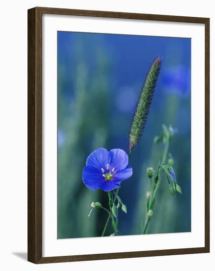 Wild Blue Flax (Linus Perenne Lewisii), Grand Teton National Park, Wyoming-James Hager-Framed Photographic Print