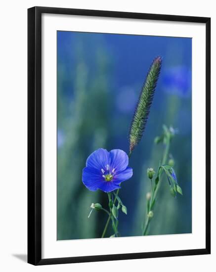 Wild Blue Flax (Linus Perenne Lewisii), Grand Teton National Park, Wyoming-James Hager-Framed Photographic Print