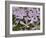 Wild Blue Phlox, Great Smoky Mountains National Park, Tennessee, USA-Adam Jones-Framed Photographic Print